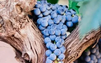 Marselan é a uva que nasceu em laboratório
